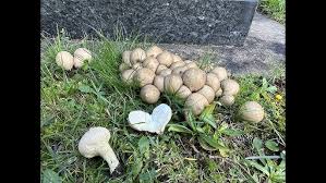 Attēlu rezultāti vaicājumam “Calvatia excipuliformis”