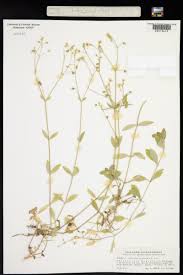 Attēlu rezultāti vaicājumam “Cerastium sylvaticum”