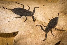 Attēlu rezultāti vaicājumam “Nepa cinerea imago”