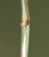 Attēlu rezultāti vaicājumam “Jamesoniella autumnalis sporophyte”