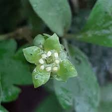 Attēlu rezultāti vaicājumam “Adoxa moschatellina flower”