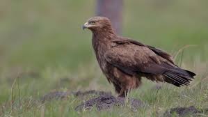 Attēlu rezultāti vaicājumam “Aquila pomarina”