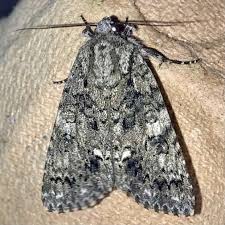 Attēlu rezultāti vaicājumam “Acronicta rumicis”