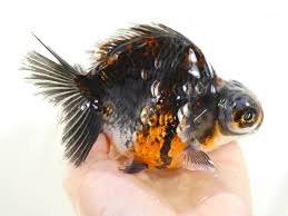 Image result for 出目金