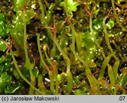 Attēlu rezultāti vaicājumam “Aneura pinguis”