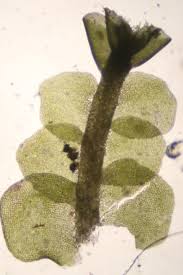 Attēlu rezultāti vaicājumam “Odontoschisma denudatum”