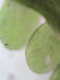 Attēlu rezultāti vaicājumam “Odontoschisma denudatum”