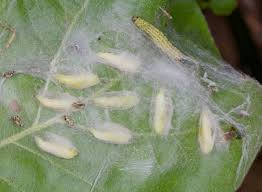 Attēlu rezultāti vaicājumam “Yponomeuta evonymella larva”
