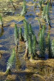 Attēlu rezultāti vaicājumam “Hippuris vulgaris”