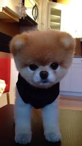 Image result for boo