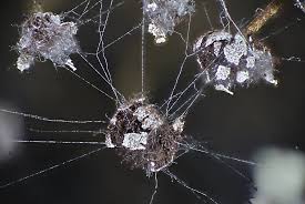 Attēlu rezultāti vaicājumam “Diderma subincarnatum plasmodium”