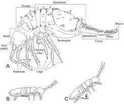 Attēlu rezultāti vaicājumam “Collembola”