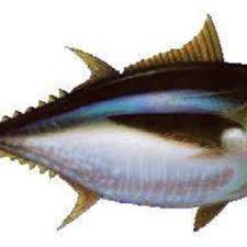 Image result for Thunnus obesus