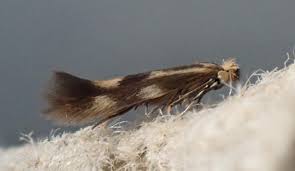 Attēlu rezultāti vaicājumam “Bucculatrix rhamniella”