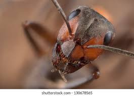 Attēlu rezultāti vaicājumam “Formica rufa imago”