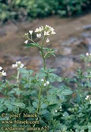 Attēlu rezultāti vaicājumam “Cardamine amara flower”
