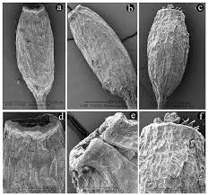 Attēlu rezultāti vaicājumam “Weissia brachycarpa”