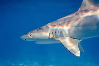Image result for Carcharhinus acronotus