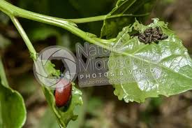 Attēlu rezultāti vaicājumam “Chrysomela populi”