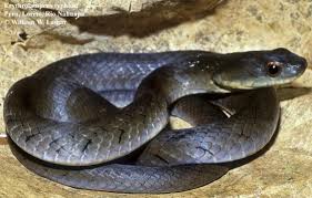 Attēlu rezultāti vaicājumam “Typhula erythropus”