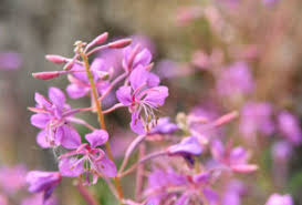 Attēlu rezultāti vaicājumam “Taraxacum officinale aggr. flower”