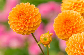 Image result for Dahlia x pinnata `Pompon Lilliput`