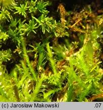 Attēlu rezultāti vaicājumam “Pseudoleskeella nervosa”