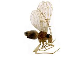 Attēlu rezultāti vaicājumam “Psocoptera”