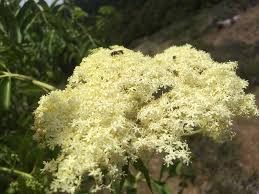 Attēlu rezultāti vaicājumam “Sambucus nigra flower”
