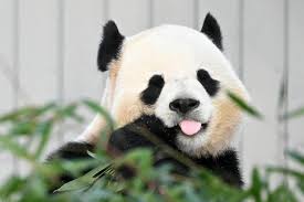 Image result for pandas