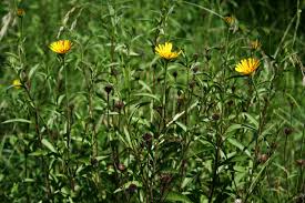 Image result for Buphthalmum salicifolium