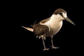 Image result for Onychoprion fuscatus