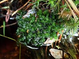 Attēlu rezultāti vaicājumam “Scapania undulata”