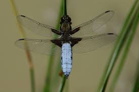 Attēlu rezultāti vaicājumam “Libellula depressa female”