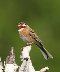 Image result for Emberiza leucocephalos