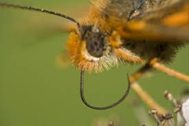 Attēlu rezultāti vaicājumam “Euphydrias aurinia”