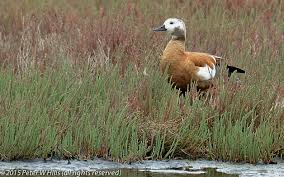 Attēlu rezultāti vaicājumam “Tadorna tadorna juvenile”