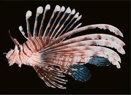 Image result for Pterois volitans