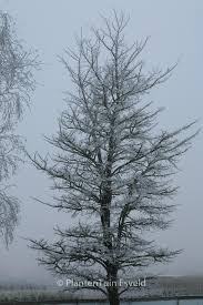 Attēlu rezultāti vaicājumam “Ulmus minor f. suberosa”