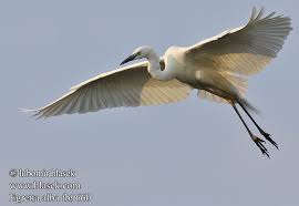 Attēlu rezultāti vaicājumam “Egretta alba”