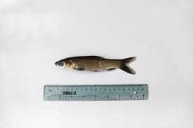 Image result for Mylopharyngodon piceus