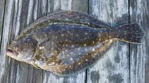 Image result for Paralichthys dentatus