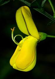 Attēlu rezultāti vaicājumam “Cytisus scoparius flower”