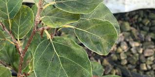 Attēlu rezultāti vaicājumam “Fagus sylvatica leaf”