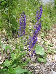 Image result for Salvia pratensis