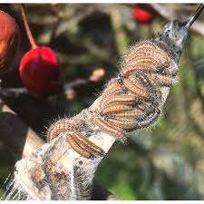 Attēlu rezultāti vaicājumam “Aporia crataegi larva”