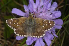 Attēlu rezultāti vaicājumam “Pyrgus alveus upperside”