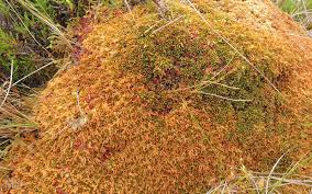 Attēlu rezultāti vaicājumam “Sphagnum austinii”