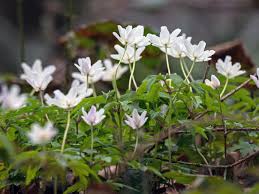 Image result for Buschwindröschen