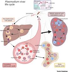 Attēlu rezultāti vaicājumam “Physarum virescens plasmodium”